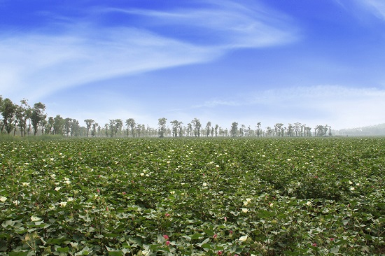 2.富平鹵泊灘鹽堿地治理項目改造后.jpg