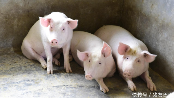 沪深优配 跌不停，猪价下跌“猛抬头”！接下来“破6入5”？附：11月2日猪价